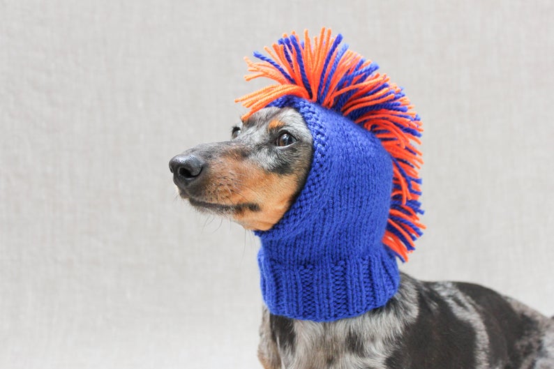 cute dog wearing a knitted, New England Patriots hat