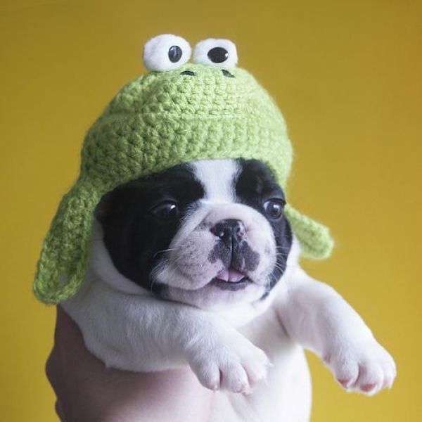cute dog wearing a knitted hat
