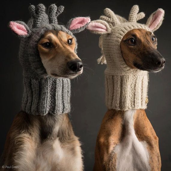 two cute dogs wearing a knitted hats